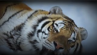 Saving injured tigers and giving them a second chance at life | Animal rescue compilation