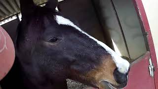 Kissing A Thoroughbred, Santa Anita Horse Track Deaths Are Because Of Global Warming & No Drought?