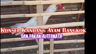 Konsep Kandang Ayam Bangkok, pakan Alternatif dan Pengadaan bibit ayam.