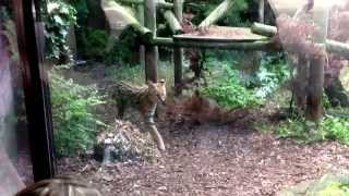 Serval @ London zoo