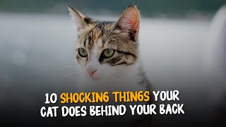 10 Shocking Things Your Cat Does Behind Your Back