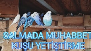 SALMADA MUHABBET KUŞU NASIL YETİSTİRİLİR...#muhabbetkuşu #salma