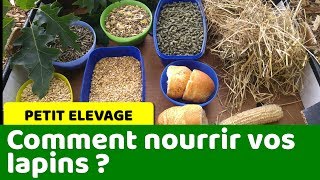 Comment nourrir vos lapins et varier leur alimentation ?