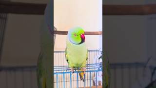 Un loro muy lindo #shortvideo #animals #parrot