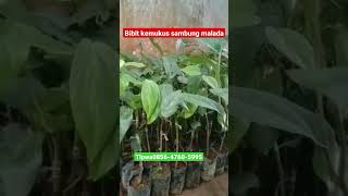 jual bibit kemukus sambung malada ,TLP wa 085647605995. #kemukus #rinu