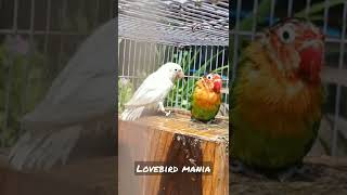 Mandiin dan jemur burung lovebird