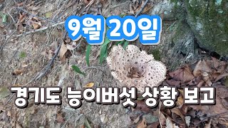 9월 20일 경기도 능이버섯 상황 보고