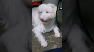 Cute my Dog 🐕#viralvideo #youtubeshrot #trending