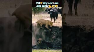 I am king🦁😱 | bull vs Lion | Lion vs bull | Lion hunting | @Wildshikaari007 | #shorts