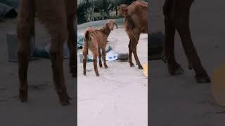 Milking baby of goat.#shorts#shoratviral#highlights