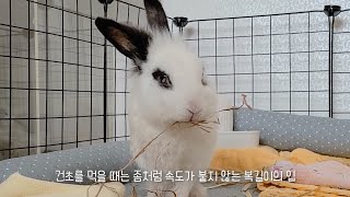 입짧은 복길님