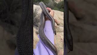 Finding a rosy boa