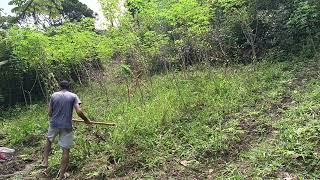 Mostrando a Cauã como se arranca macaxeira.