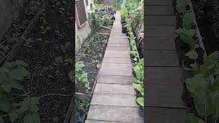 Solusi Berkebun di Lahan Sempit!!! Berkebun di Atas Jembatan!!!