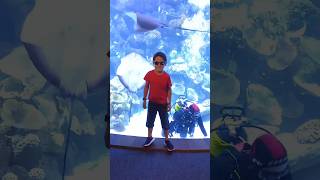 Poema del Mar Gran Canaria España #shortvideo #animals #funnyanimal #short #oceanarium