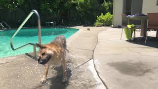 My German Shepherd Shaking Water Frontal View. Slow Motion