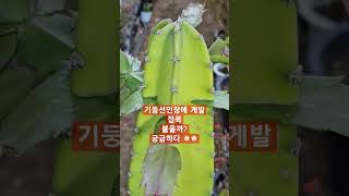 판매동에 누군가 버리고간 기둥선인장 ㅎㅎ 마루타삼기 #게발선인장 #접목 #인천꽃집