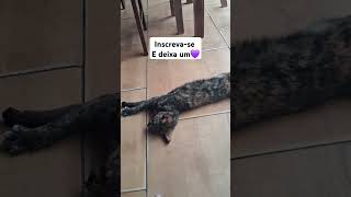 #motivacional #thomasshelby #parentes #viralvideo #gatos #adoteumgato #cat #adote #pets #everyone