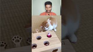 Cat 😺 funny video 😂 | #shortvideos #youtubeshort   #funny