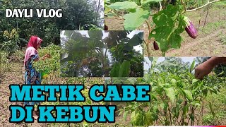 METIK CABE DI KEBUN BERSAMA MA'E