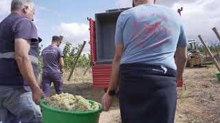 Harvest at Quinta dos Carvalhais 2023