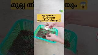 മുല്ല ഇതുപോലെ ചെയ്താൽ /poppy vlogs