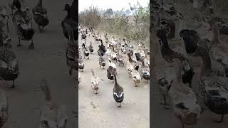 ducks#shorts#duckssounds#birdsounds#funny