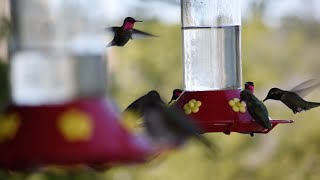 Humminbird Rush Hour