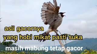 asli gacornya,yang hobi mikat pasti suka,masih mabung tetap gacor