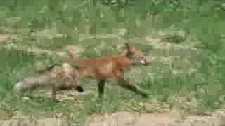 Fox Release