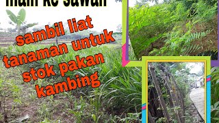 main ke sawah sambil liat tanaman untuk stok pakan kambing!!