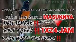 Masteran Murai Batu Terbaik Sepanjang Masa,‼Roll Tembak Roll Speed Lengkap Jadi Satu‼#muraibatu