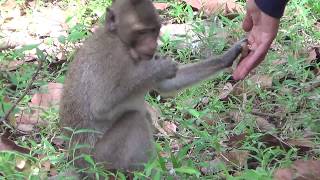 Monkeys stole food from Foreigner tourists And How Monkeys Sleep On the tree