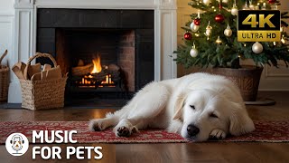 Dogs TV🐶3 HOURS Relaxing Music For Stress Relief - Deep Anti Anxiety Music For Dogs | For Your Pets