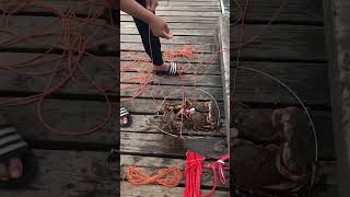 #dungeon #crab #crabbing #fishing #funtime #family #qualitytime #viral #trending #beta #shorts