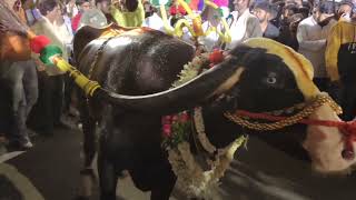 Laddu yadav sadar at narayanguda || Bahubali bulls || chappal bazar #ladduyadav