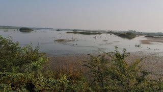 Khijadiya bird sanctuary live