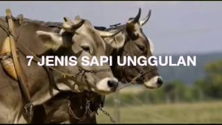 Jenis Sapi Unggul