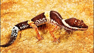 East Indian leopard gecko found in Baranawapara wildlife sanctuary Chhattisgarh on hilly area