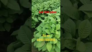 jual bibit pohon Jabon TLP wa 085647605995 #pohonkayujabon