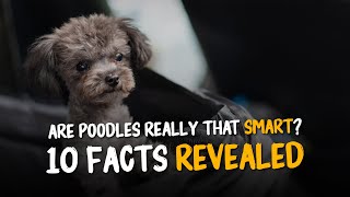 10 Poodle Facts That Will Blow Your Mind