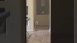 American Eskimo Dog Always Watching