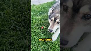 Say no to radishes #dogs #cats #funny #shorts #morelife