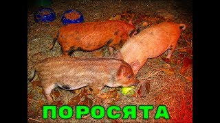 Привезли поросят, они очень милые и хорошие.