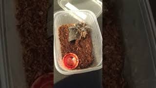 🪳 Feeding My Hungry Tarantula. #tarantula #tarantulas #spider #vogelspinnen #tarantulafeeding