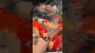 Ngasih Mamam Ikan Koi