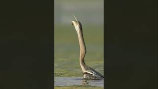 Crane Vs Fish Catching Amazing Video #Crane  #AnimalTheater