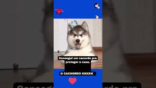 O cachorro sabendo de nada 😂 #memes #shortes #engraçado #cachorrosfofos