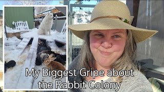 My Biggest Gripe with Rabbits in Colony (& some 2024 garden plans)