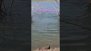 BiG Size Rohu Fishing in Krishna River Single Hook CCatching #shorts #youtubeshorts#shortvideos#